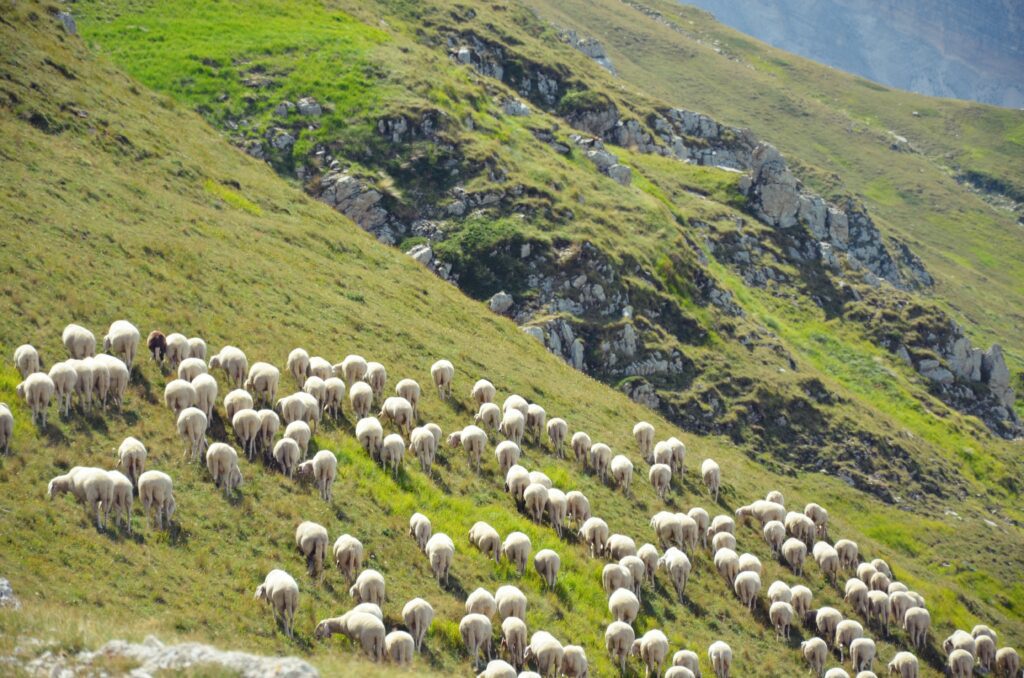 On a grassy mountainside, sheep graze with their backs turned.