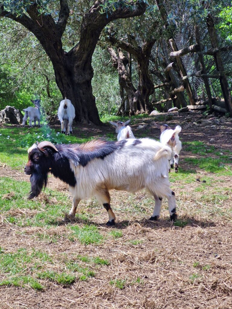 A black and white goat with a beard is standing in front of a tree on the dried grass.