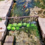 A canal with brick banks connected in one place with a net, the net retains the watermelons that lie in the water and cool down.