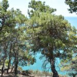 Mediterranean pines grow on the shore, and between them you can see blue sea