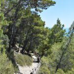 a light path made of light sand leads through the forest, on one side there is grass and on the other there are Mediterranean pines