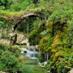 a stone bridge partially overgrown with plants over a river flowing among the plants.