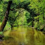 Over the yellow-water river stands a high bridge overgrown with ivy.
