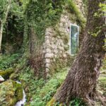 Next to an old stone house partially covered with ivy, there is a tree stump around which grass and other plants grow.